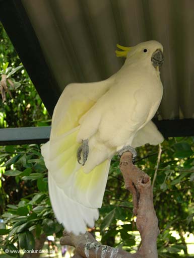 Der Begrüsser vom Cairns Zoo